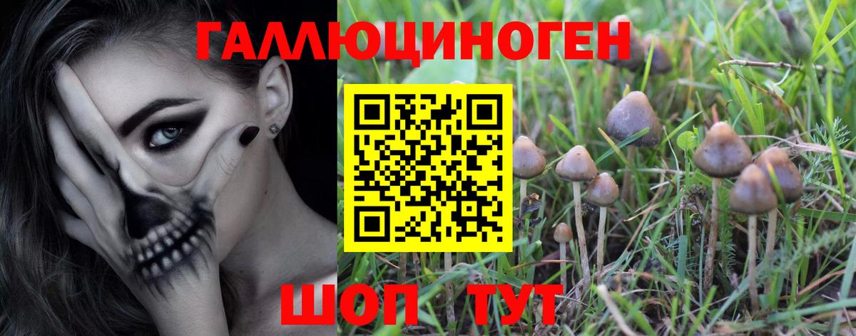 Псилоцибиновые грибы Psilocybe  Ялта  Галлюциногенные грибы ЛСД 